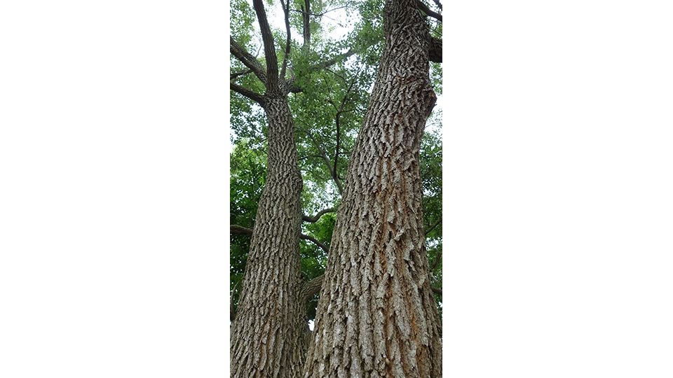 樟樹，樹幹上紋路分明， 其葉揉搓有樟腦的辛香味。